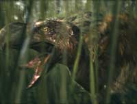 10,000 B.C. - 8 x 10 Color Photo #6