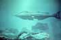 20,000 Leagues Under the Sea - 8 x 10 Color Photo #6