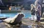 50 First Dates - 8 x 10 Color Photo #6