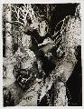 A Midsummer Night's Dream - 8 x 10 B&W Photo #1