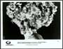 The Adventures of Priscilla, Queen of the Desert - 8 x 10 B&W Photo #1
