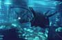 Alien: Resurrection - 8 x 10 Color Photo #7