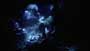 Aliens of the Deep - 8 x 10 Color Photo #21