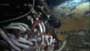 Aliens of the Deep - 8 x 10 Color Photo #25