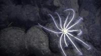 Aliens of the Deep - 8 x 10 Color Photo #23