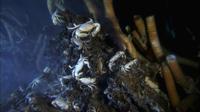 Aliens of the Deep - 8 x 10 Color Photo #24