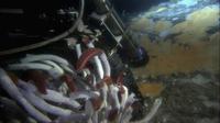 Aliens of the Deep - 8 x 10 Color Photo #25