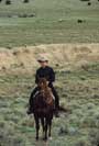 All the Pretty Horses - 8 x 10 Color Photo #3