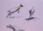 Bambi - 8 x 10 B&W Photo #9