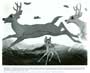Bambi - 8 x 10 B&W Photo #1