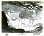 Bambi - 8 x 10 B&W Photo #5