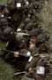 Band of Brothers - 8 x 10 Color Photo #14
