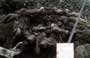 Band of Brothers - 8 x 10 Color Photo #23