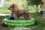 Because of Winn Dixie - 8 x 10 Color Photo #7