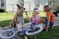 Because of Winn Dixie - 8 x 10 Color Photo #5
