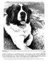 Beethoven - 8 x 10 B&W Photo #5