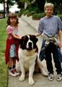 Beethoven's 2nd - 8 x 10 Color Photo #3