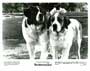 Beethoven's 2nd - 8 x 10 B&W Photo #1