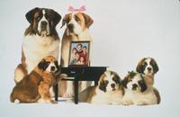 Beethoven's 2nd - 8 x 10 Color Photo #25