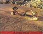 Blazing Saddles - 8 x 10 Color Photo #21