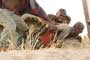 Blood Diamond - 8 x 10 Color Photo #1