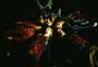 Book of Shadows: Blair Witch 2 - 8 x 10 Color Photo #7