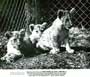 Born Free - 8 x 10 B&W Photo #10