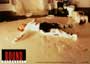 Bound - 8 x 10 Color Photo #8