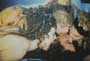 Bram Stoker's Dracula - 8 x 10 Color Photo #19