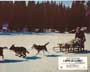 Call of the Wild - 8 x 10 Color Photo #1