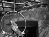 Casablanca - 8 x 10 B&W Photo #33