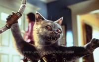 Cats & Dogs - 8 x 10 Color Photo #4