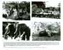 Cheetah and Friends - 8 x 10 B&W Photo #4