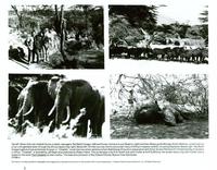 Cheetah and Friends - 8 x 10 B&W Photo #4