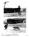 Dances with Wolves - 8 x 10 B&W Photo #8
