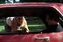 Dawson's Creek - 8 x 10 Color Photo #6