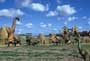 Dinotopia - 8 x 10 Color Photo #85