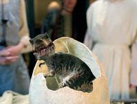 Dinotopia - 8 x 10 Color Photo #12