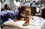 Dr. Dolittle - 8 x 10 Color Photo #7