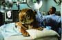 Dr. Dolittle - 8 x 10 Color Photo #51