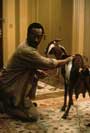 Dr. Dolittle - 8 x 10 Color Photo #15