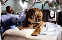 Dr. Dolittle - 8 x 10 Color Photo #7