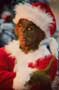 Dr. Seuss' How the Grinch Stole Christmas - 8 x 10 Color Photo #2