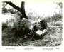 Elephant Gun - 8 x 10 B&W Photo #5