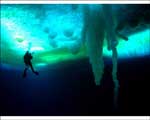 Encounters at the End of the World - 8 x 10 Color Photo #2