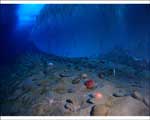 Encounters at the End of the World - 8 x 10 Color Photo #3