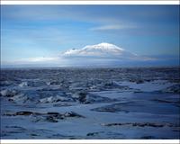 Encounters at the End of the World - 8 x 10 Color Photo #1