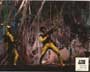 Fantastic Voyage - 8 x 10 Color Photo #12