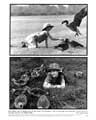 Fly Away Home - 8 x 10 B&W Photo #2