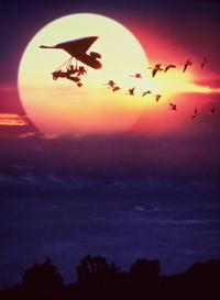 Fly Away Home - 8 x 10 Color Photo #1